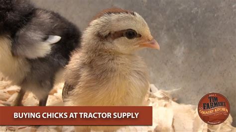 Order Status. . How much are chickens at tractor supply